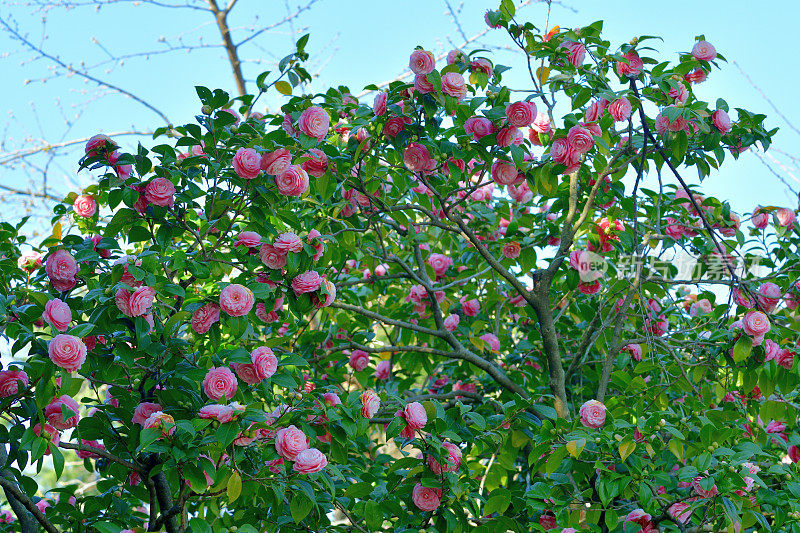 山茶花/日本山茶花花:红色，粉红色和白色